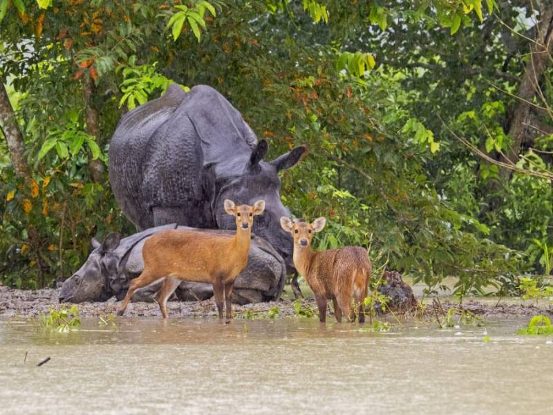 4 Night Kaziranga - Shillong - Cherrapunji Tour Image