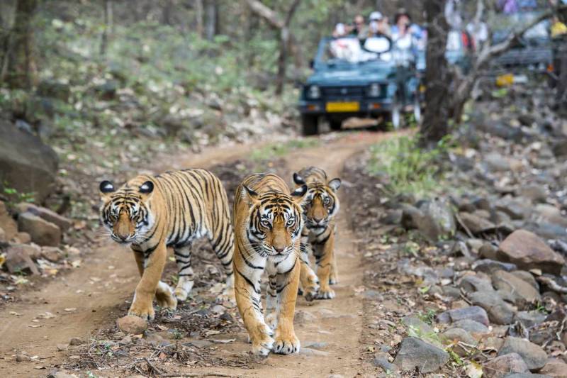 5 Night Jaipur - Ranthambore - Udaipur Tour Package