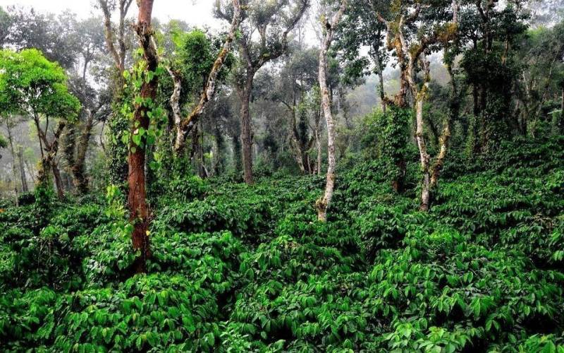 6 Night Chikmagalur - Coorg - Wayanad Tour Package