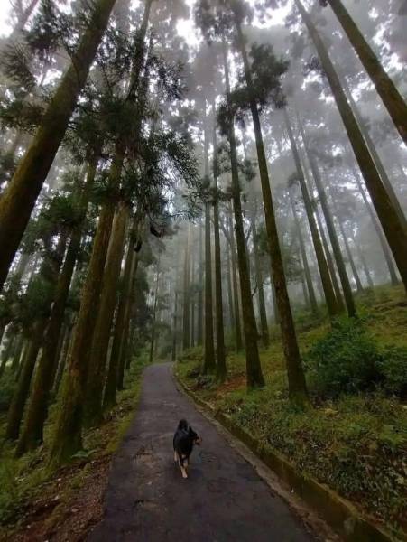 Darjeeling & Gangtok Tour