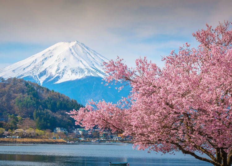 Romantic Japan in Cherry Blossom Image