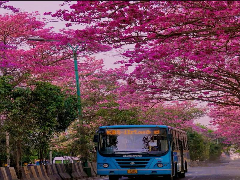 Scenic Mysore, Coorg & Ooty Vacation