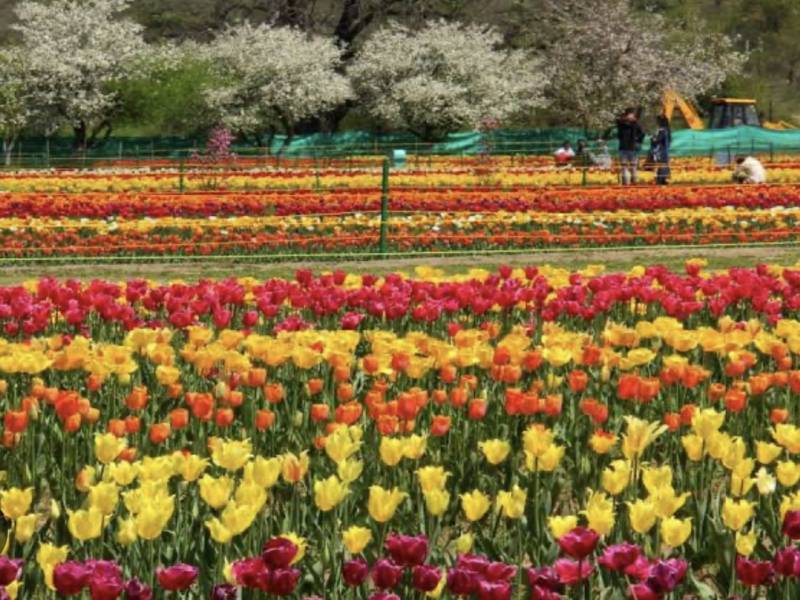 5 days 4 nights Kashmir Tour