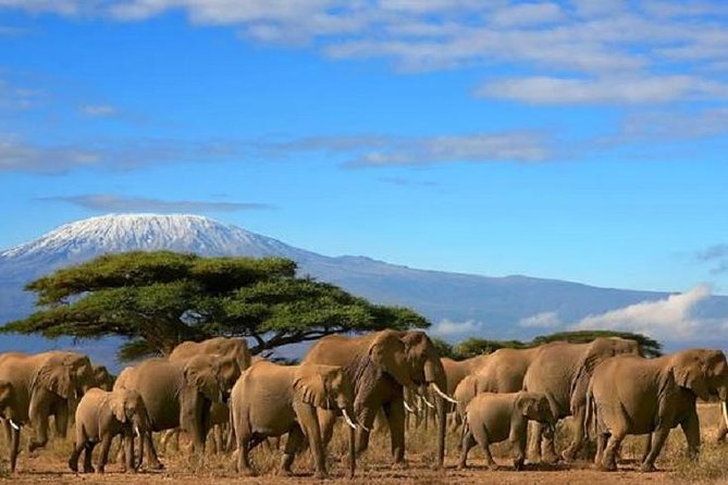 3 Day Exclusive Amboseli National Park Tour