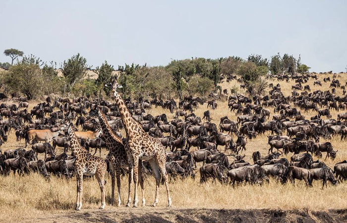 3 Days - 2 Nights Masai Mara Game Reserve Private Tour Image