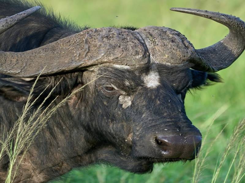 12 Days Tanzania Family Safaris