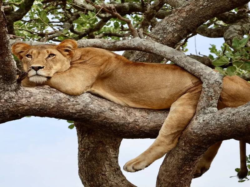 12 Days Tanzania Family Safaris