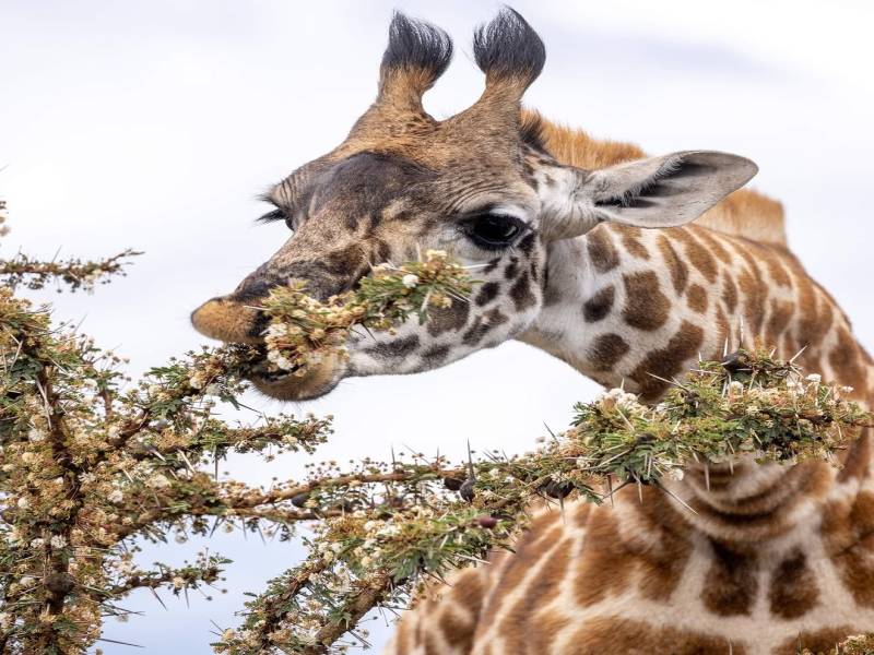 12 Days Tanzania Family Safaris