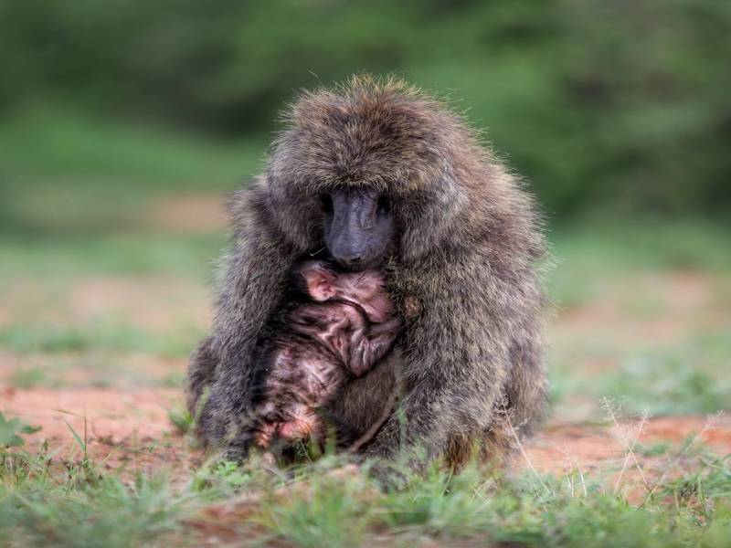 12 Days Tanzania Family Safaris