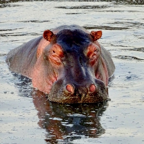 12 Days Tanzania Family Safaris