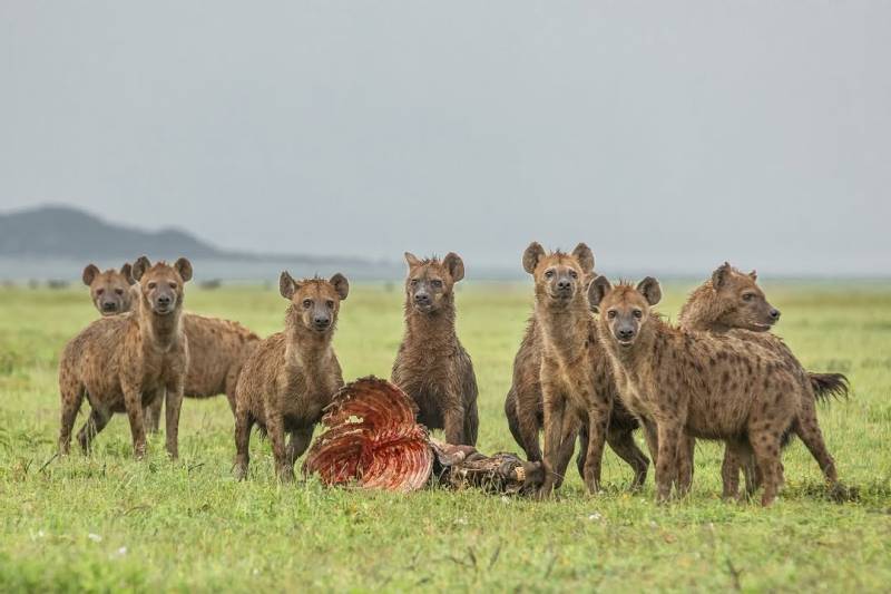 12 Days Tanzania Family Safaris