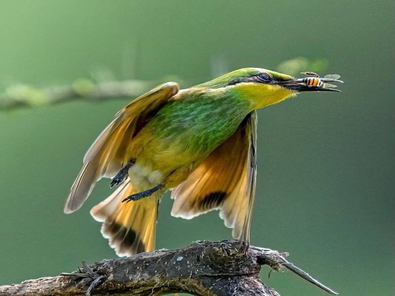 12 Days Tanzania Family Safaris