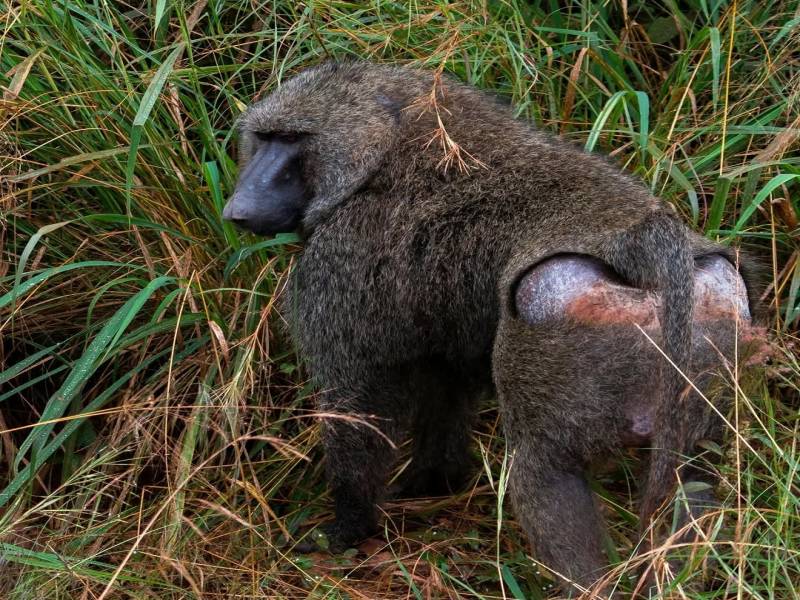 12 Days Tanzania Family Safaris