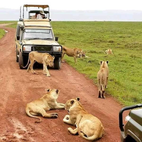 3 Night Serengeti National Park Trip