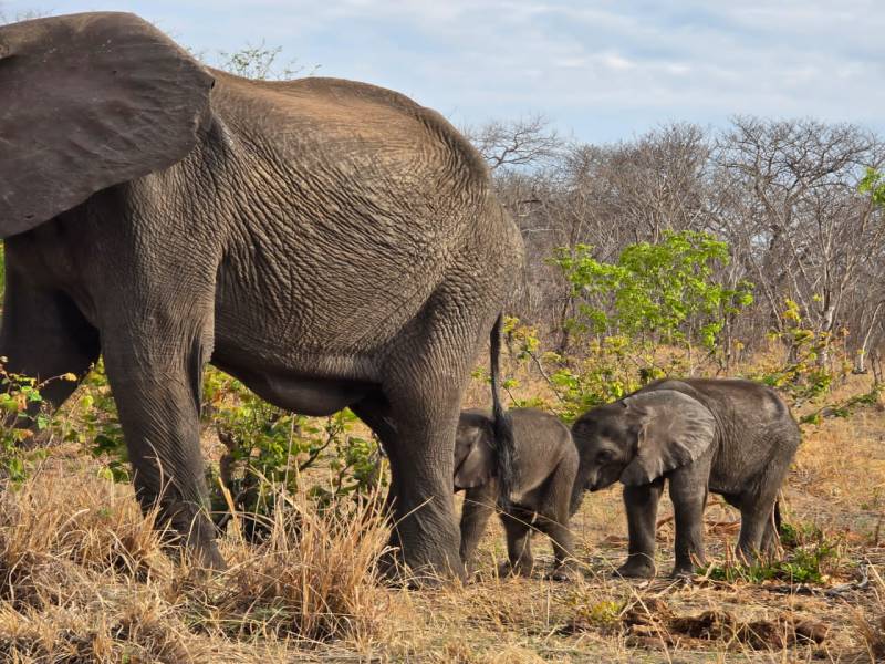 9-Day Botswanas Wilderness Odyssey From Delta to Falls