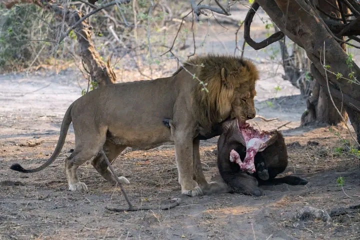 Savannah Expedition: 6-Day Journey from Maun to Kasane