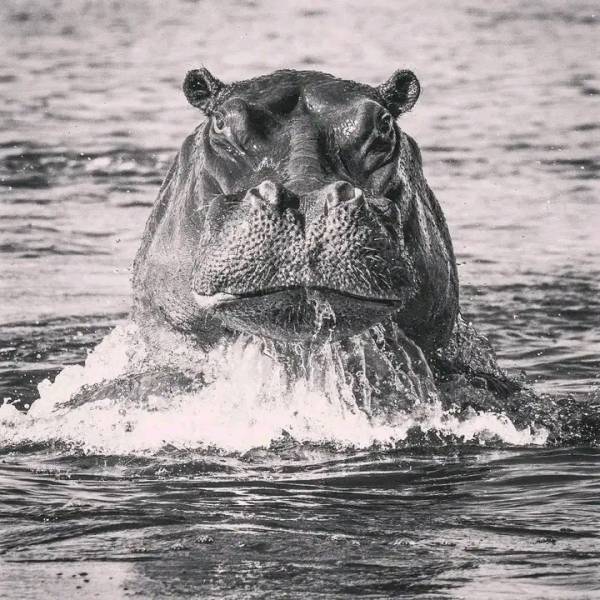 Savannah Expedition: 6-Day Journey from Maun to Kasane