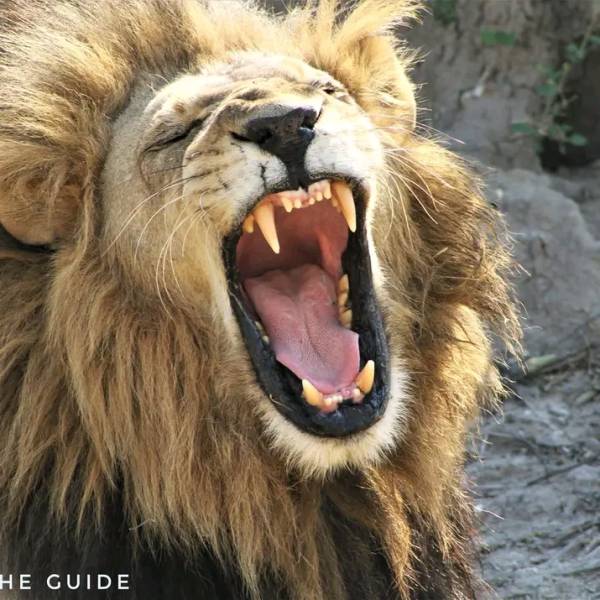 Savannah Expedition: 6-Day Journey from Maun to Kasane