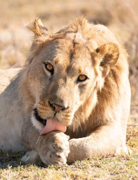 Savannah Expedition: 6-Day Journey from Maun to Kasane