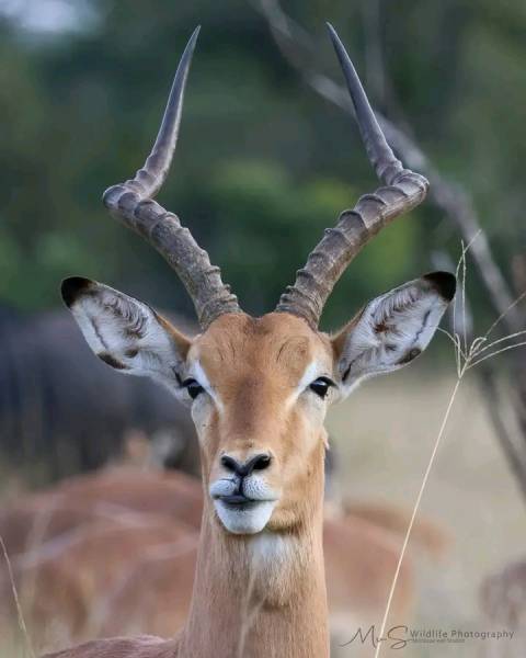 Savannah Expedition: 6-Day Journey from Maun to Kasane