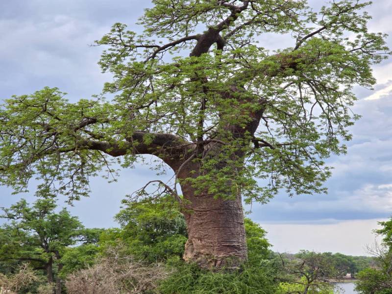 Savannah Expedition: 6-Day Journey from Maun to Kasane