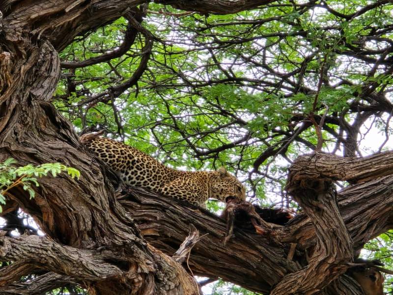 Savannah Expedition: 6-Day Journey from Maun to Kasane