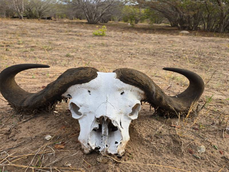 Savannah Expedition: 6-Day Journey from Maun to Kasane