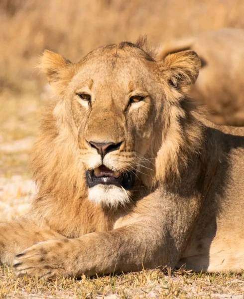 Savannah Expedition: 6-Day Journey from Maun to Kasane