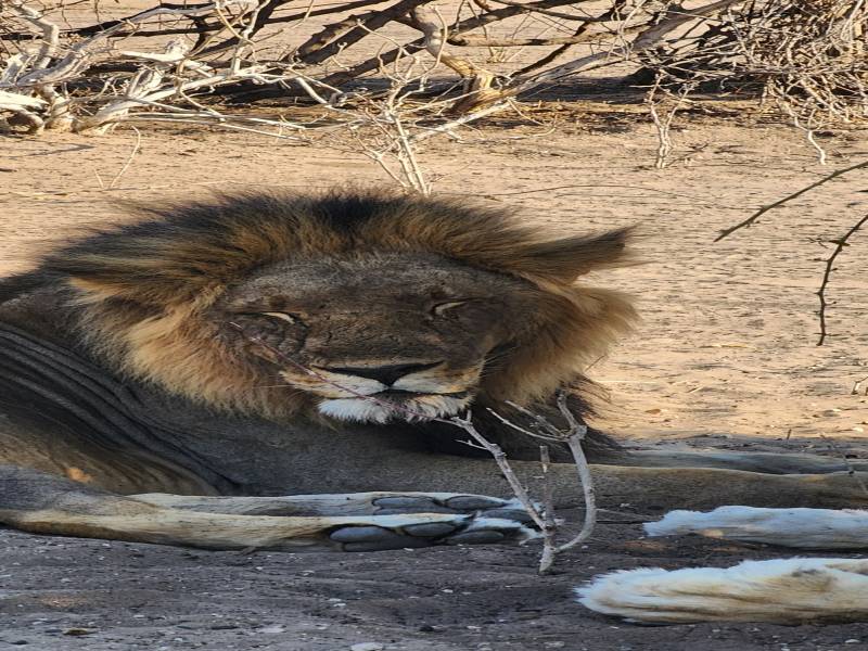 Savannah Expedition: 6-Day Journey from Maun to Kasane