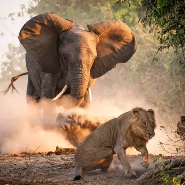 Savannah Expedition: 6-Day Journey from Maun to Kasane