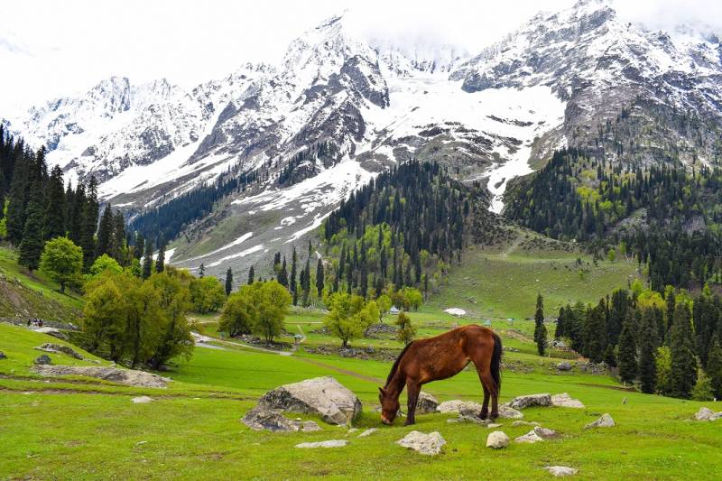 5N - 6D Kashmir Day Wise Package