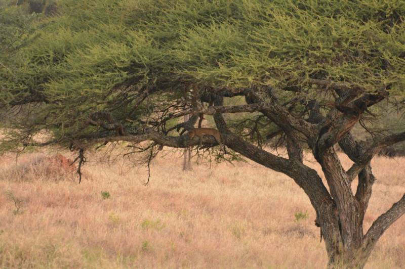4 Days Wildlife Safaris