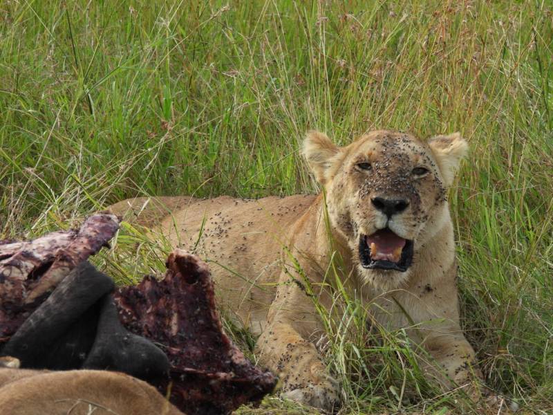 4days -3nights Lake Nakuru Maasai Mara Safari Image