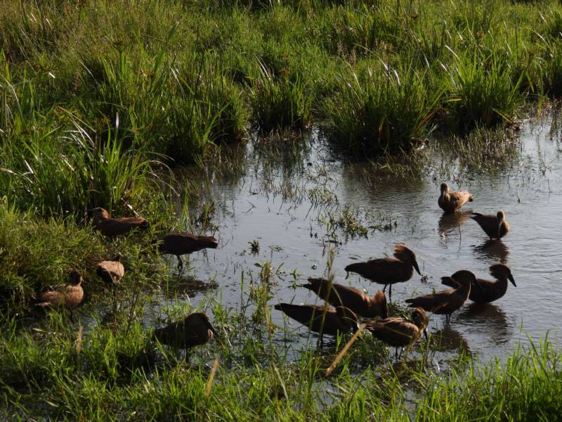 4days -3nights Lake Nakuru Maasai Mara Safari