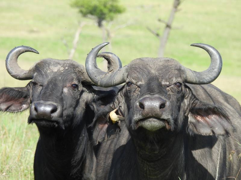 4days -3nights Lake Nakuru Maasai Mara Safari