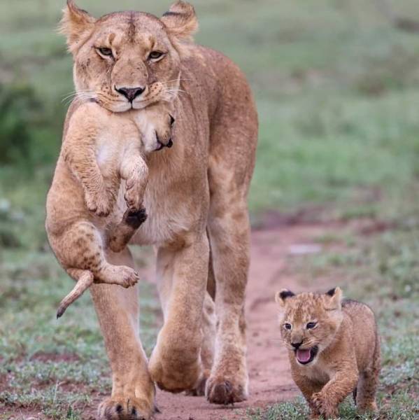 4days -3nights Lake Nakuru Maasai Mara Safari