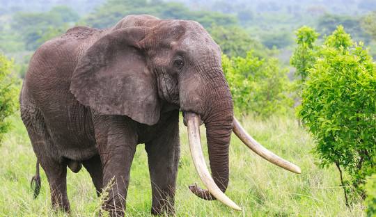 6 Days 5nights Meru- Samburu- Mount Kenya Safari