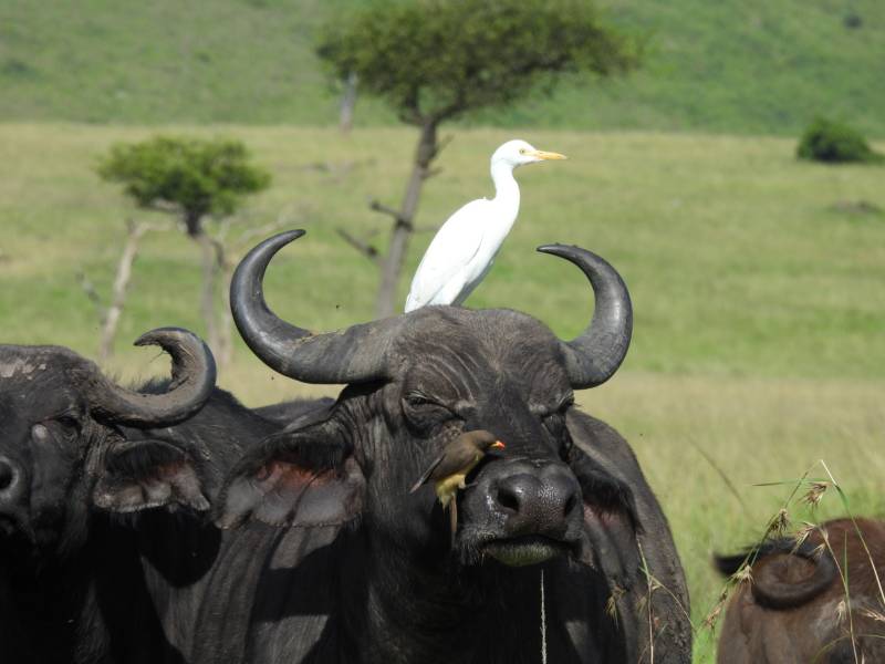 11 Days 10 Nights Amazing Parks Safari