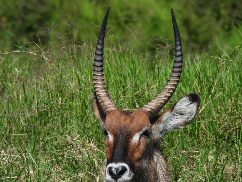 11 Days 10 Nights Amazing Parks Safari