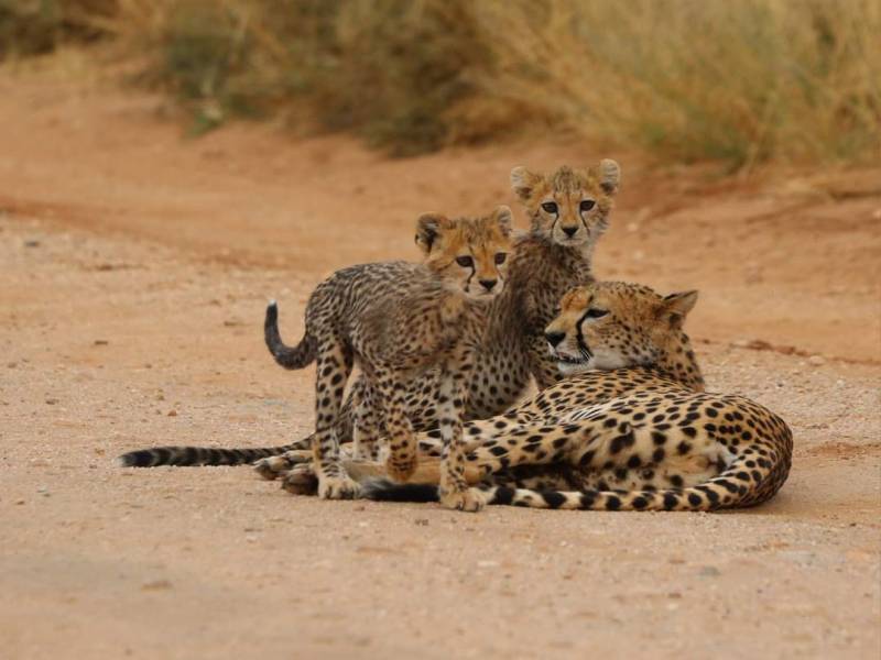 11 Days 10 Nights Amazing Parks Safari