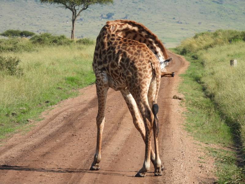 11 Days 10 Nights Amazing Parks Safari