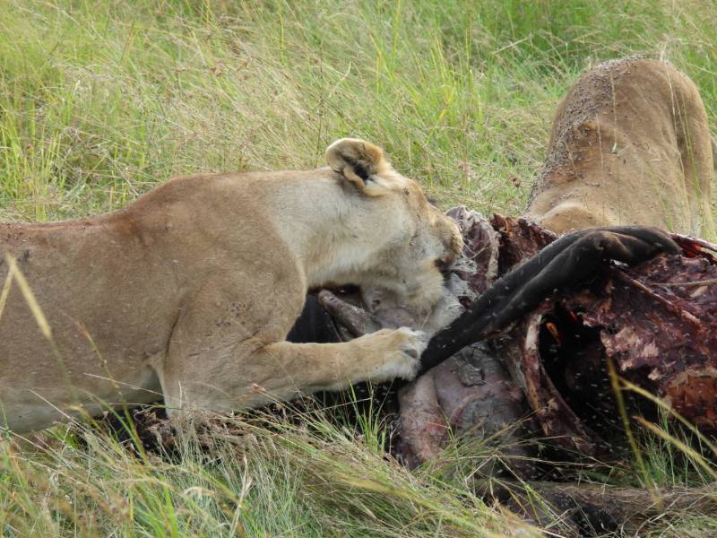 5 Days 4 Nights Masai Mara, Lake Nakuru & Lake Naivasha Budget Safari