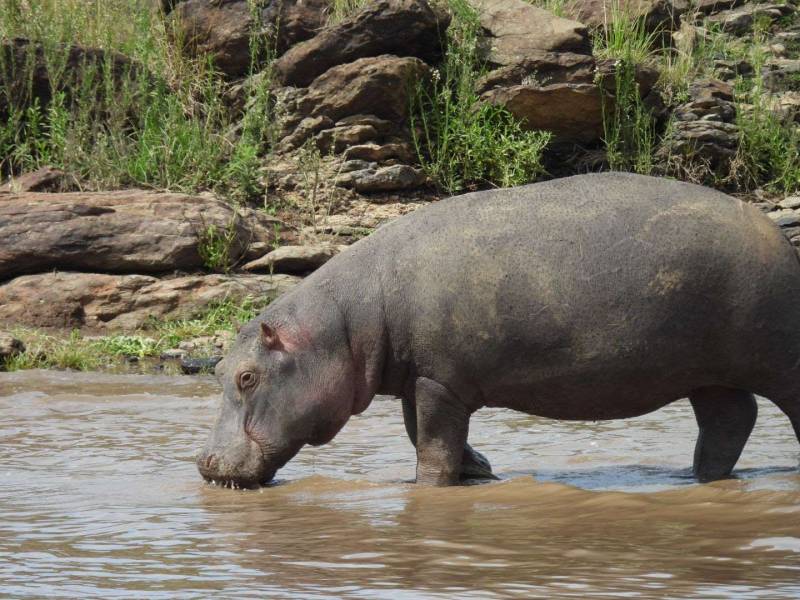 5 Days 4 Nights Masai Mara, Lake Nakuru & Lake Naivasha Budget Safari Image