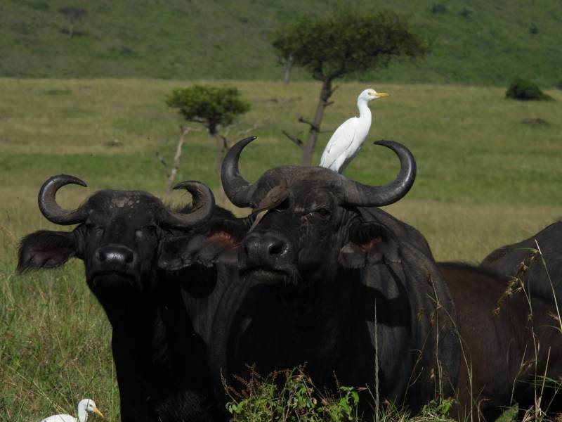 4 Days 3 Nights Mid Budget Bush Safari Tour