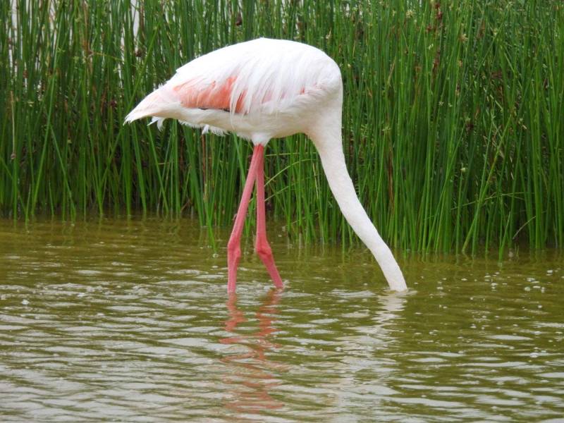 Birding Adventure 7 Days - 6 Nights Tour