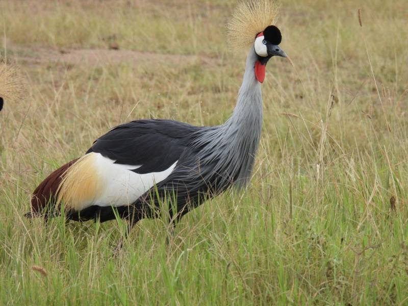 Birding Adventure 7 Days - 6 Nights Tour