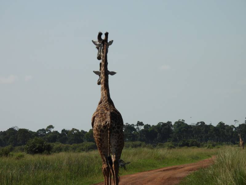 One Day Nairobi City Tour