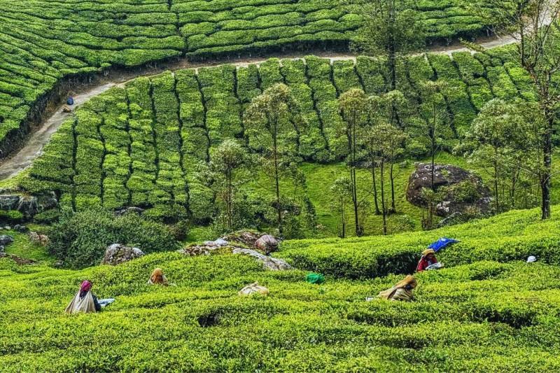 Quick Tour Of Kerala In 4 Days - Munnar - Thekkady