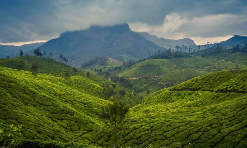 Best Of Kerala In 7 Days Athirapally - Munnar - Thekkady - Alleppey - Kovalam Tour Image