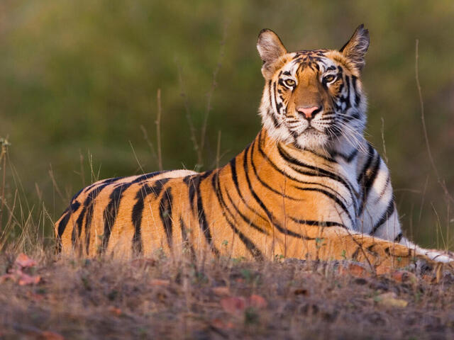 Ranthambore Safari By Canter